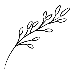 Beth Anthony Photography logo